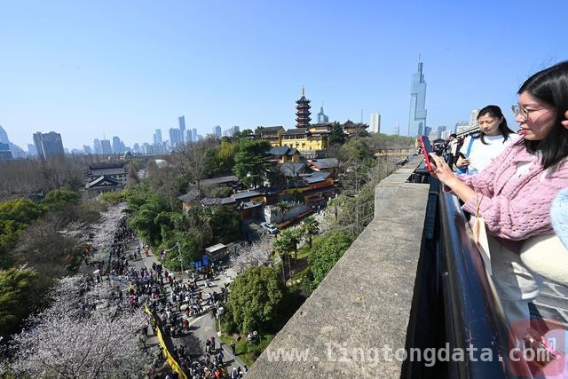 春日南京，樱花盛景引游人，2025 年 3 月 22 日，南京樱花绘就春日画卷