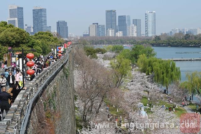 春日南京，樱花盛景引游人，2025 年 3 月 22 日，南京樱花绘就春日画卷