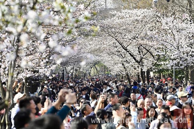 春日南京，樱花盛景引游人，2025 年 3 月 22 日，南京樱花绘就春日画卷