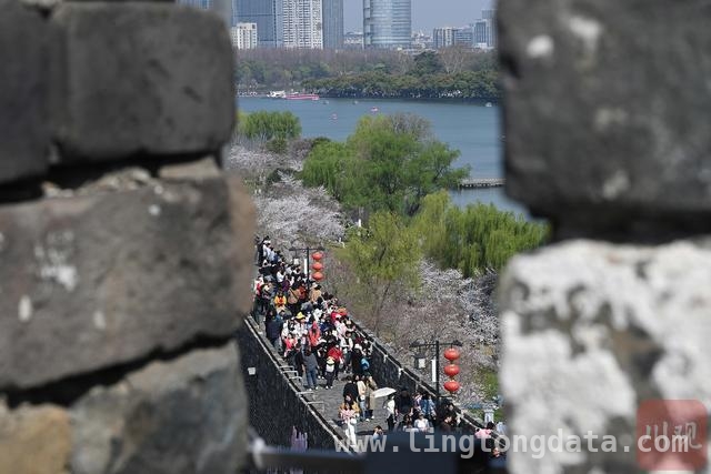 春日南京，樱花盛景引游人，2025 年 3 月 22 日，南京樱花绘就春日画卷