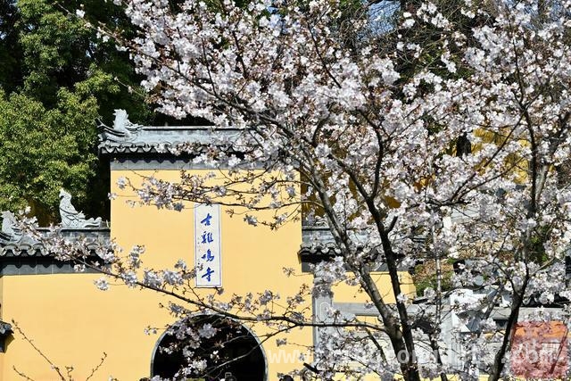 春日南京，樱花盛景引游人，2025 年 3 月 22 日，南京樱花绘就春日画卷