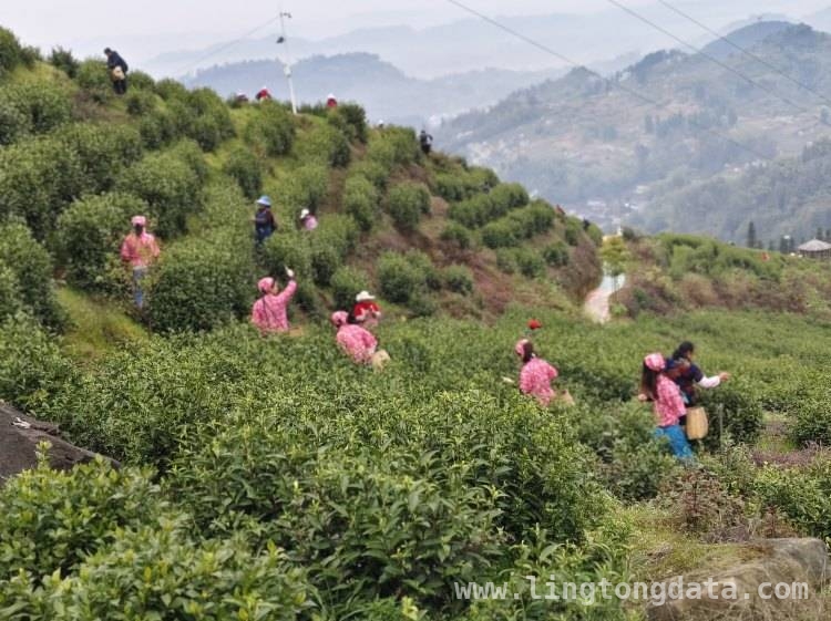 创新赋能，大竹白茶迈向全国标杆之路 大竹白茶：一叶开启乡村振兴新征程