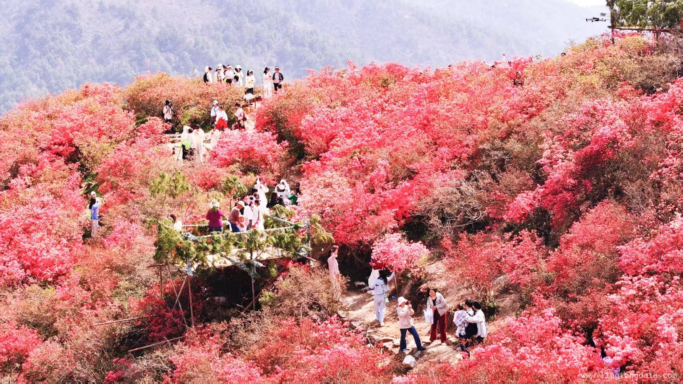 万亩杜鹃花海盛放，武汉黄陂云雾山引万人打卡 2025木兰云雾山杜鹃花嘉年华，开启春日赏花新潮流