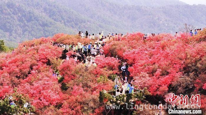 “雾里看杜鹃”，木兰云雾山赏花季火热来袭