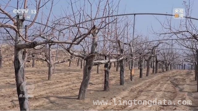 延安苹果：产业升级助力乡村振兴腾飞
