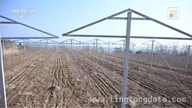 延安苹果：产业升级助力乡村振兴腾飞