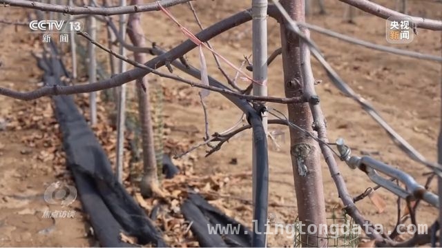 延安苹果：产业升级助力乡村振兴腾飞
