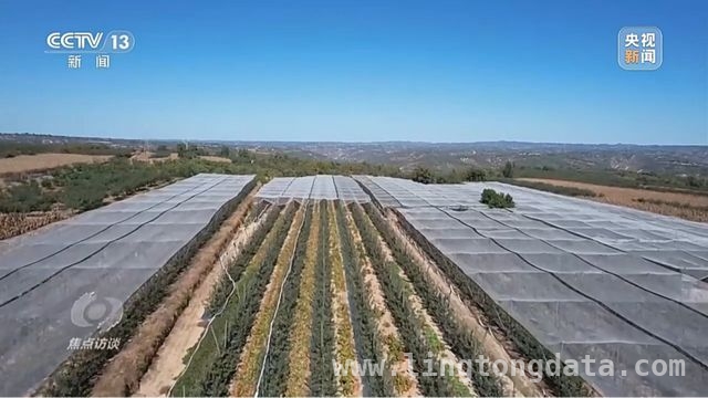 延安苹果：产业升级助力乡村振兴腾飞