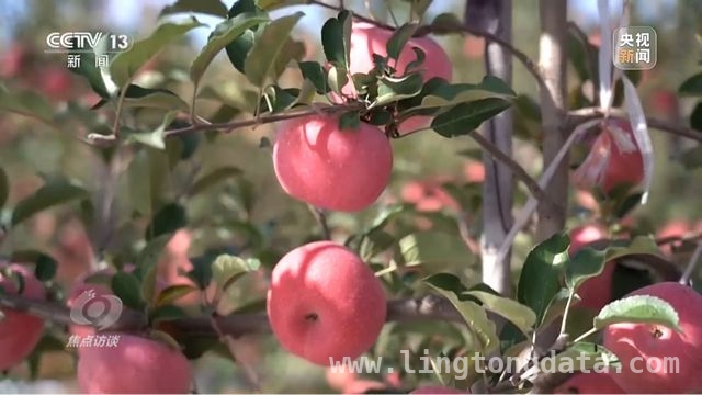 延安苹果：产业升级助力乡村振兴腾飞