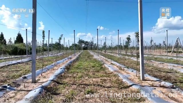 延安苹果：产业升级助力乡村振兴腾飞