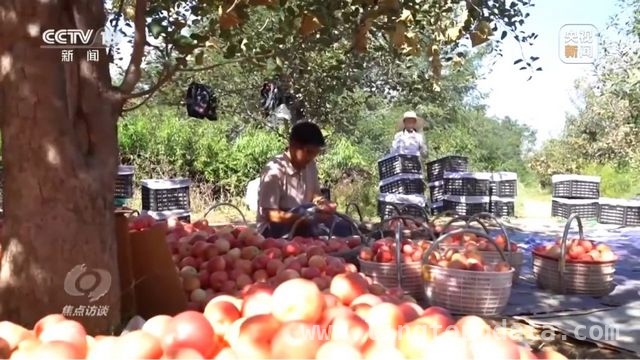 延安苹果：产业升级助力乡村振兴腾飞