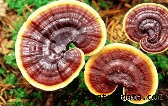 解锁灵芝孢子粉的功效与禁忌，灵芝孢子粉——功效、服用与禁忌全知道