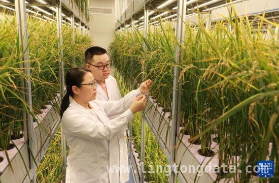 北大仓：冰雪中棚室经济勾勒生机勃勃早春图 冰雪下的北大仓棚室：作物喜人，增收图景渐显