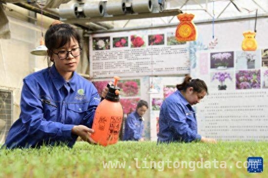 北大仓：冰雪中棚室经济勾勒生机勃勃早春图 冰雪下的北大仓棚室：作物喜人，增收图景渐显