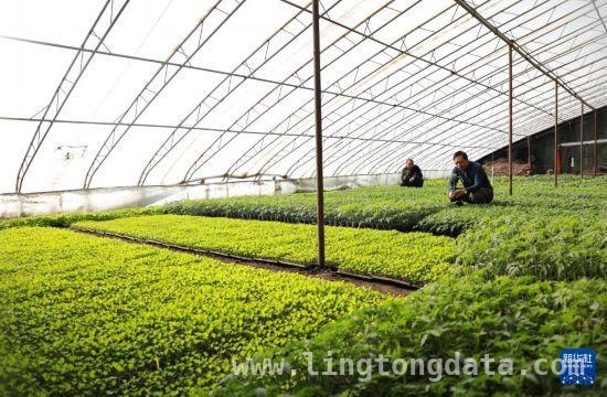 北大仓：冰雪中棚室经济勾勒生机勃勃早春图 冰雪下的北大仓棚室：作物喜人，增收图景渐显