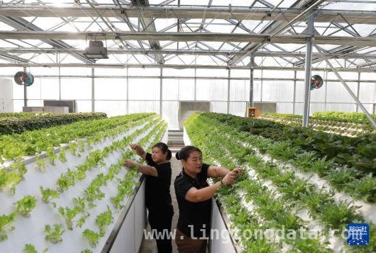 北大仓：冰雪中棚室经济勾勒生机勃勃早春图 冰雪下的北大仓棚室：作物喜人，增收图景渐显