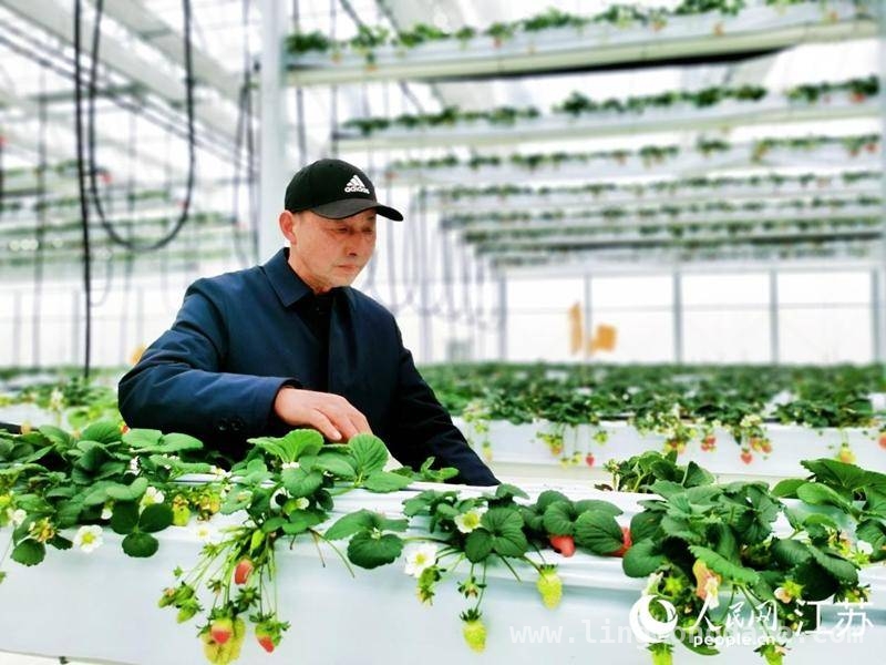 新民村高空草莓大棚：科技引领种植新变革，从“草莓保姆”到“科技管家”：新民村草莓种植的科技飞跃