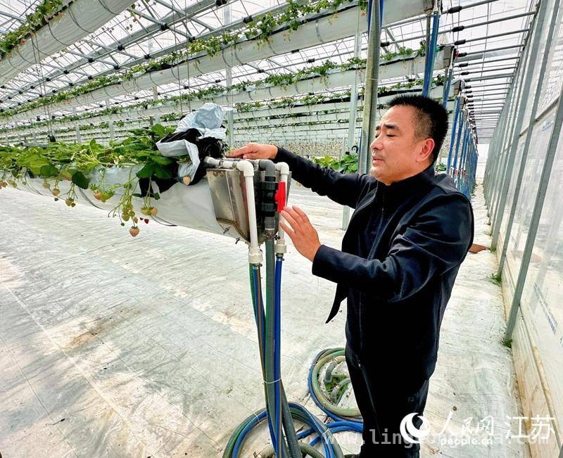 新民村高空草莓大棚：科技引领种植新变革，从“草莓保姆”到“科技管家”：新民村草莓种植的科技飞跃
