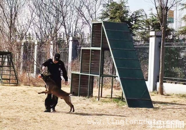 青岛仟帆少年义工团带领学生探秘警犬的精彩时刻，警犬基地探秘：岛城中小学生的难忘体验