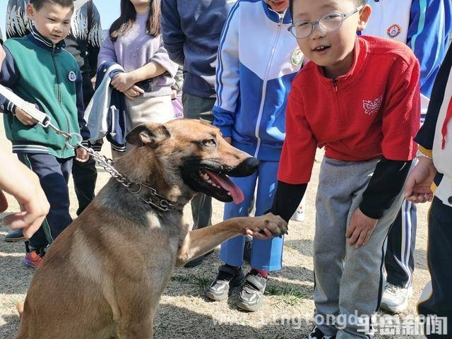 青岛仟帆少年义工团带领学生探秘警犬的精彩时刻，警犬基地探秘：岛城中小学生的难忘体验