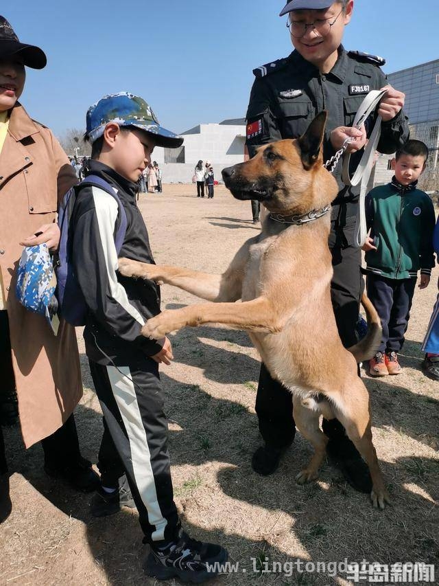 青岛仟帆少年义工团带领学生探秘警犬的精彩时刻，警犬基地探秘：岛城中小学生的难忘体验