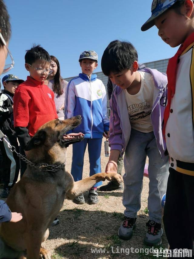青岛仟帆少年义工团带领学生探秘警犬的精彩时刻，警犬基地探秘：岛城中小学生的难忘体验