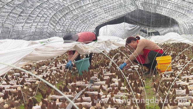 探秘湖北浠水羊肚菌种植基地：小蘑菇撑起大产业 羊肚菌点亮浠水乡村振兴之路
