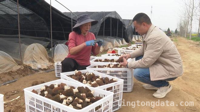 探秘湖北浠水羊肚菌种植基地：小蘑菇撑起大产业 羊肚菌点亮浠水乡村振兴之路