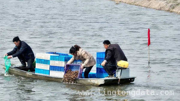 人大代表鲁曼蹲点蟹塘，共绘建湖农业共同富裕蓝图