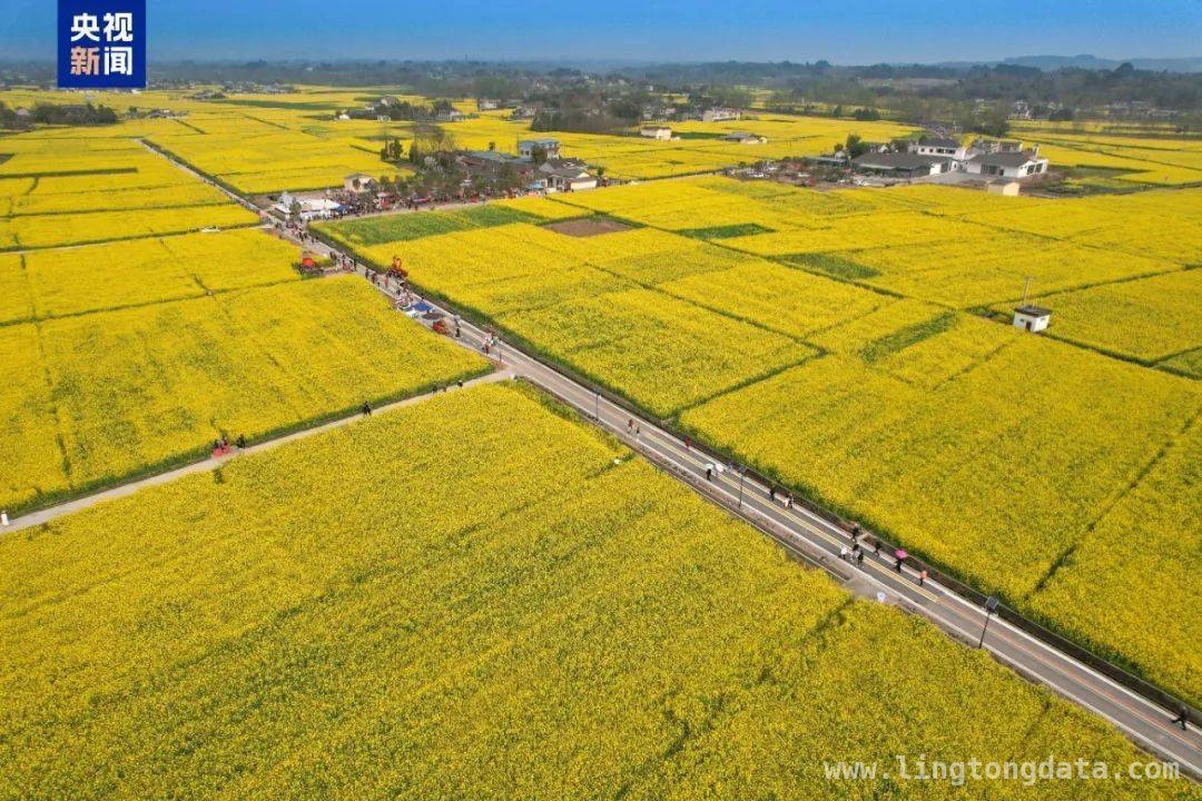 从油菜花田舞蹈到乡村经济发展，秀水镇的别样宣传路 乡镇干部油菜花田热舞，为家乡旅游注入新活力