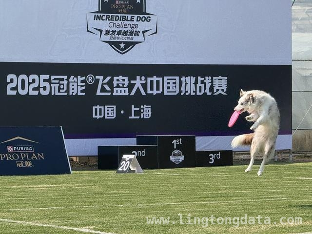 崇明长兴岛：飞盘犬选手云集，角逐世界杯入场券！，2025冠能飞盘犬赛，崇明长兴岛汇聚“汪星人”精英！