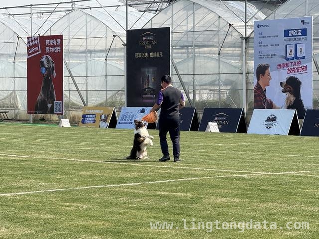 崇明长兴岛：飞盘犬选手云集，角逐世界杯入场券！，2025冠能飞盘犬赛，崇明长兴岛汇聚“汪星人”精英！