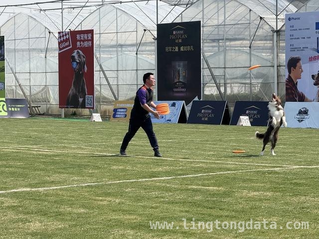 崇明长兴岛：飞盘犬选手云集，角逐世界杯入场券！，2025冠能飞盘犬赛，崇明长兴岛汇聚“汪星人”精英！