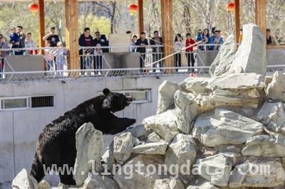 世界熊日，天津动物园三代人共赴熊的欢乐之约 天津动物园世界熊日：萌熊觅食欢乐多