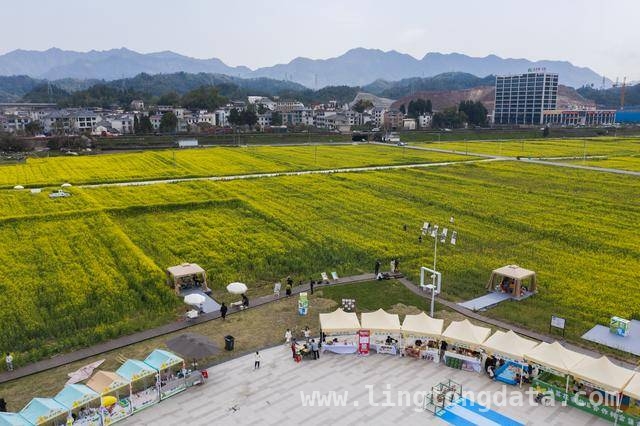 建德更楼街道油菜花田：游客尽享春日美好时光，建德更楼街道花田市集：春日里的欢乐集结地