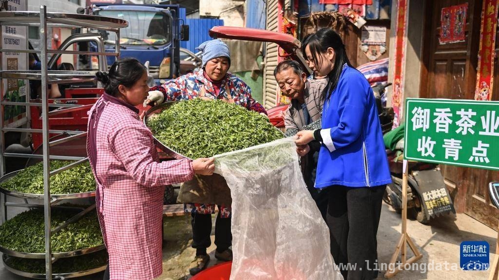 春茶季：广西三江侗乡茶香飘溢产业兴