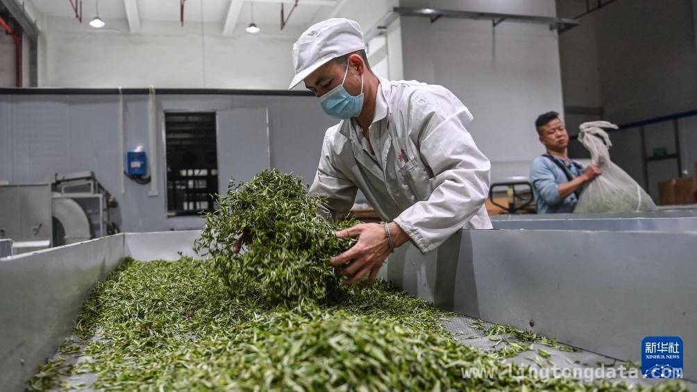 春茶季：广西三江侗乡茶香飘溢产业兴