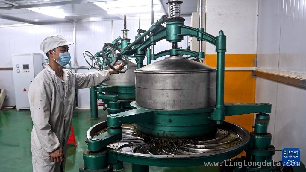 春茶季：广西三江侗乡茶香飘溢产业兴
