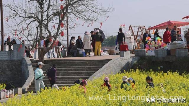 马桥油菜花盛开，带动春日“花经济”全面开花
