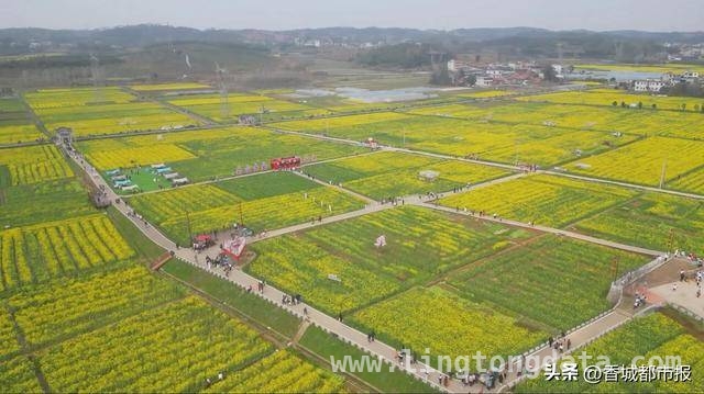 马桥油菜花盛开，带动春日“花经济”全面开花