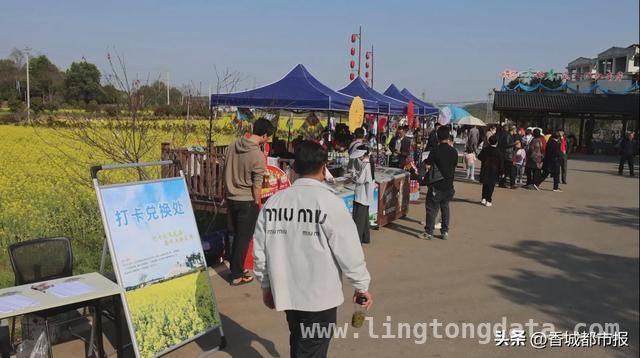马桥油菜花盛开，带动春日“花经济”全面开花