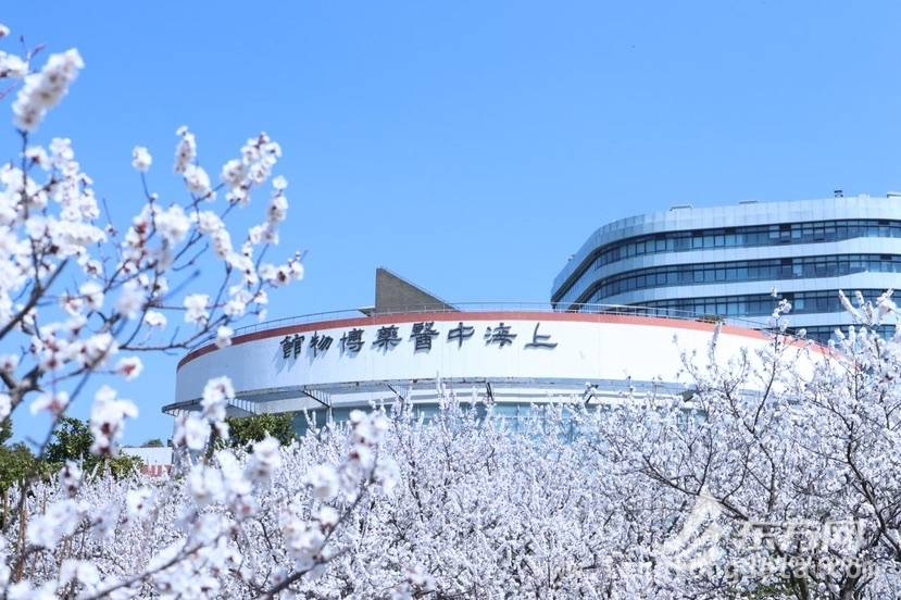 杏林春景中，上海中医药大学文化艺术活动绽放魅力，邂逅杏林之约，上海中医药大学文化周精彩启幕