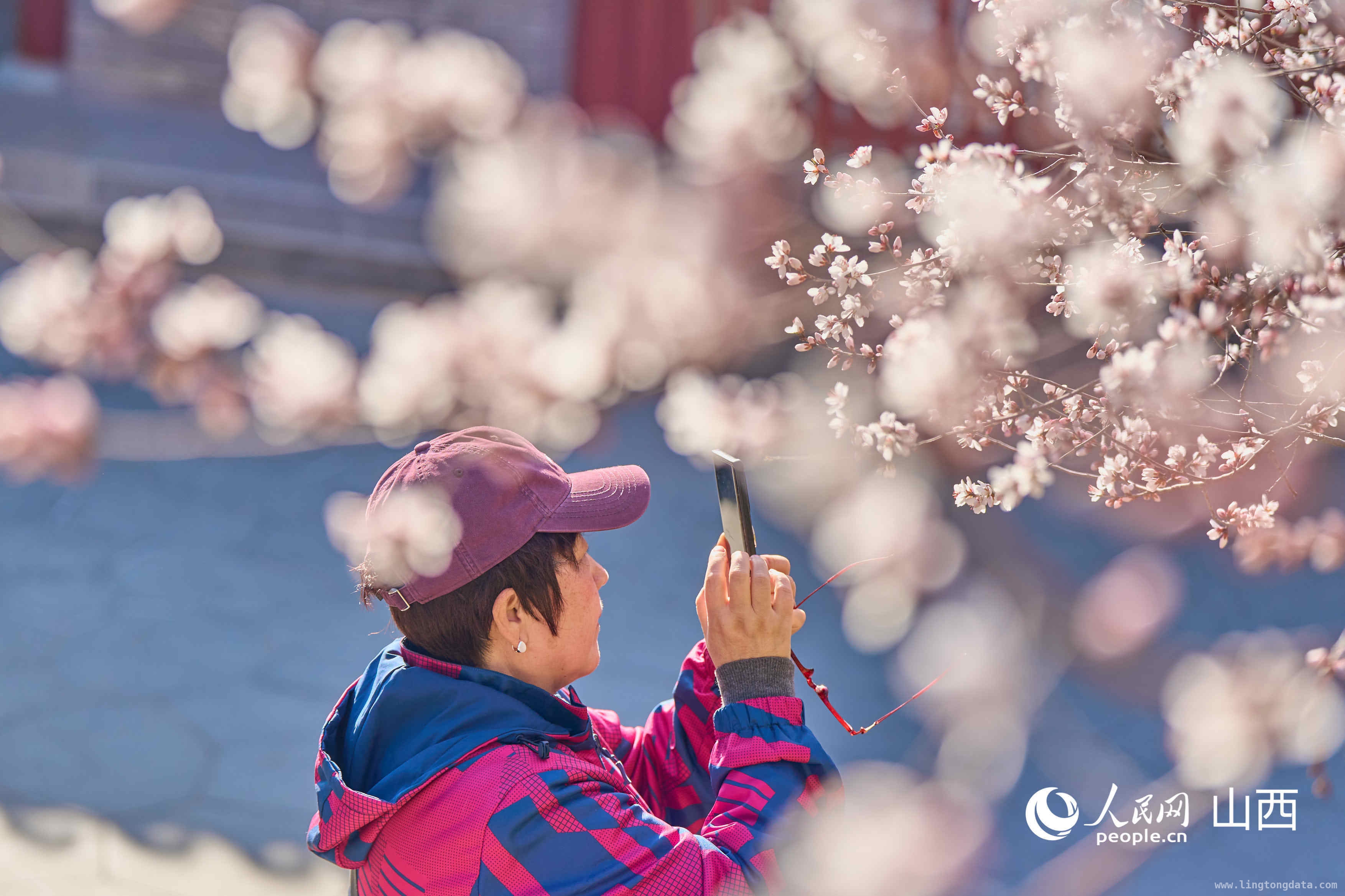 漫步太原春日，沉醉在“花花世界”里，春日太原，邂逅花花世界的绝美盛宴