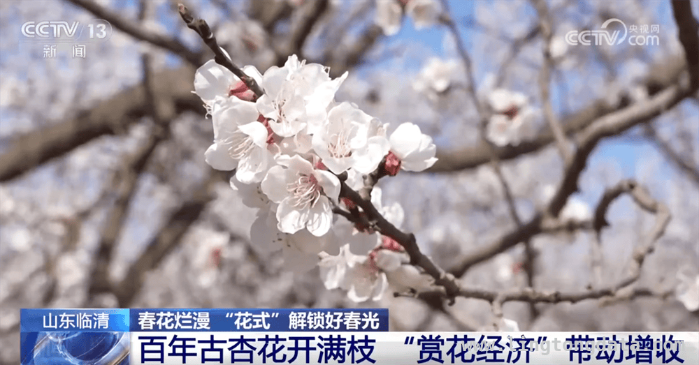 花开正当时，湖北山东广西等地借花激活消费新活力，春日繁花似锦，各地“赏花经济”蓬勃兴起