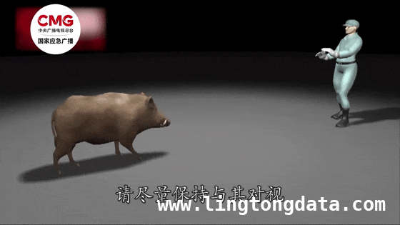 肉联厂惊现野猪，消防员巧施妙计将其敲晕制伏 “二师兄”突袭肉联厂，300斤野猪被成功拿下