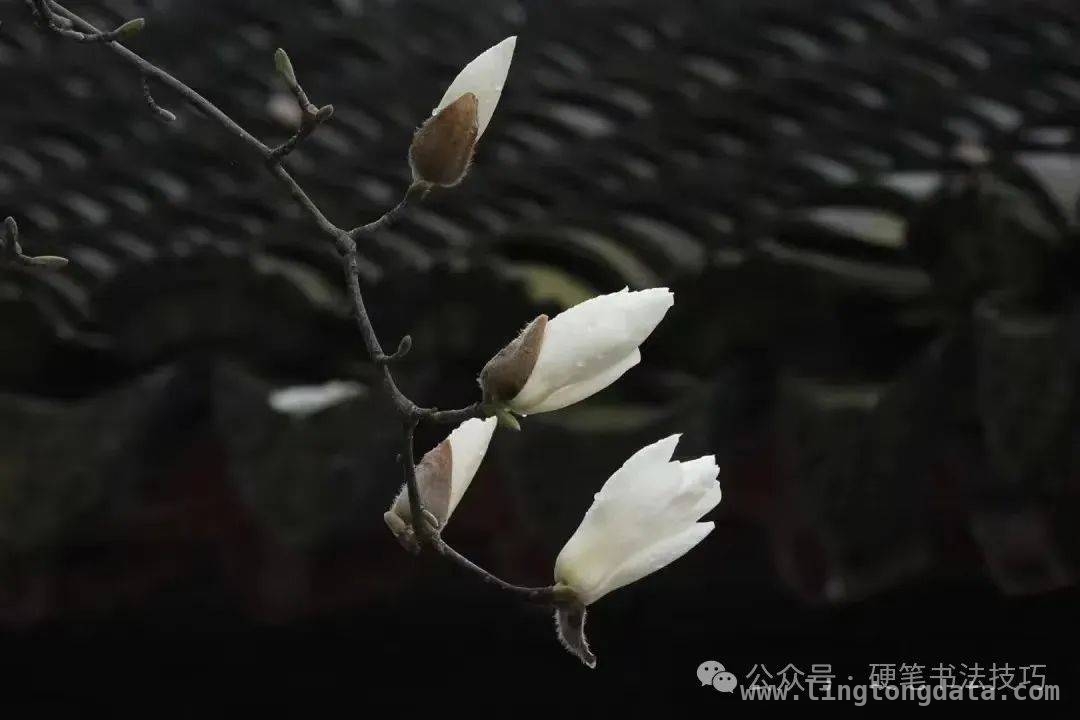 领略书法魅力，本期书家风采及下期〈兰亭序〉预告