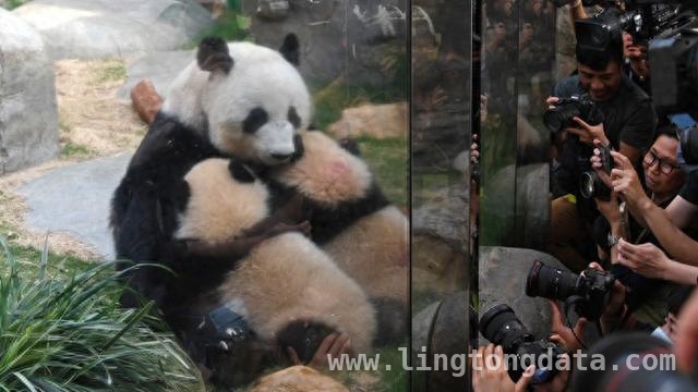 快来围观！“港产”龙凤胎熊猫与妈妈开启撒娇日常，见证温馨！“港产”大熊猫龙凤胎正式和公众见面