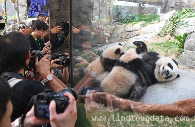 快来围观！“港产”龙凤胎熊猫与妈妈开启撒娇日常，见证温馨！“港产”大熊猫龙凤胎正式和公众见面