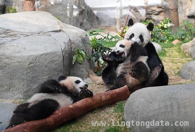 快来围观！“港产”龙凤胎熊猫与妈妈开启撒娇日常，见证温馨！“港产”大熊猫龙凤胎正式和公众见面