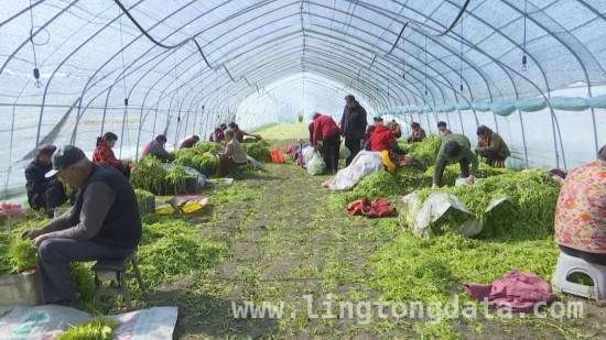 芦蒿飘香怀远县，产业带动村民致富路，怀远白莲坡芦蒿迎丰收，小小蔬菜带动大发展